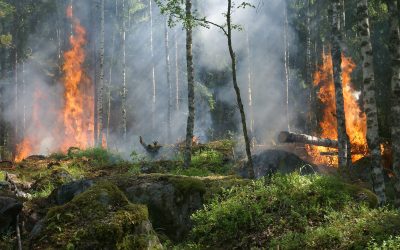 Waldbrandgefahr effektiv mindern