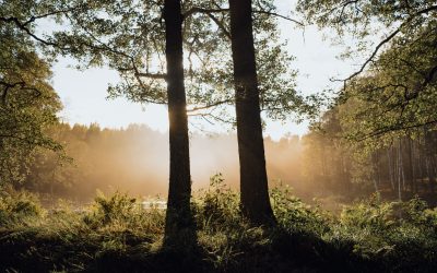 Integratives Waldnaturschutzkonzept ausgezeichnet