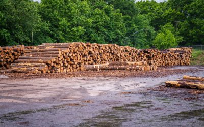 Sonder-Agrarministerkonferenz zu Wald und Holz