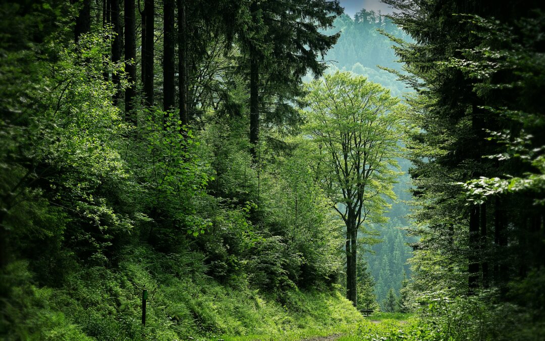 AGR begrüßt praxisorientierte Waldbauempfehlungen in Baden-Württemberg